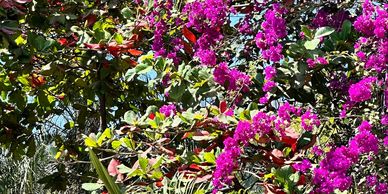 The Flora