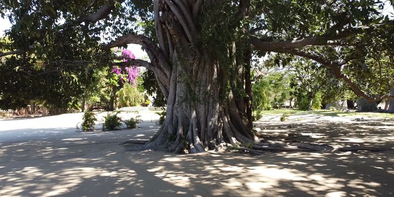 Amazing Banyan tree